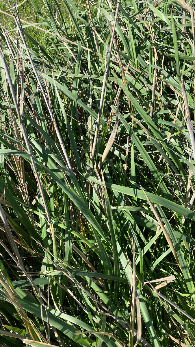 Leymus condensatus - (J.Presl.)A.Löve. (Giant Wild Rye) — photo