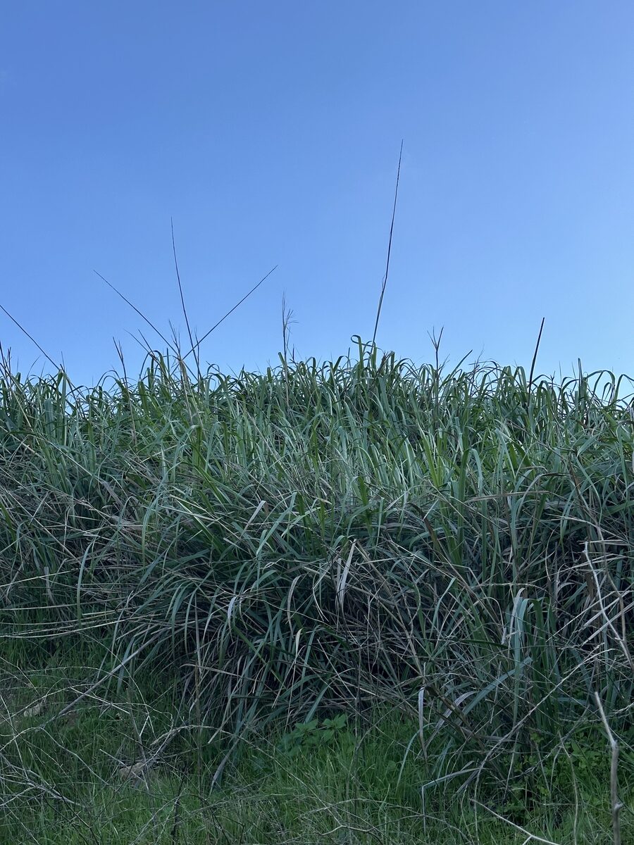 Leymus condensatus - (J.Presl.)A.Löve. (Giant Wild Rye) — photo