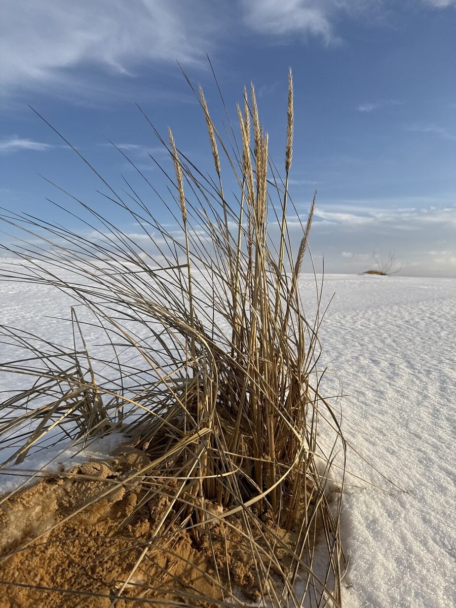 Leymus racemosus - (Lam.)Tzvelev. (Volga Wild Rye) — photo
