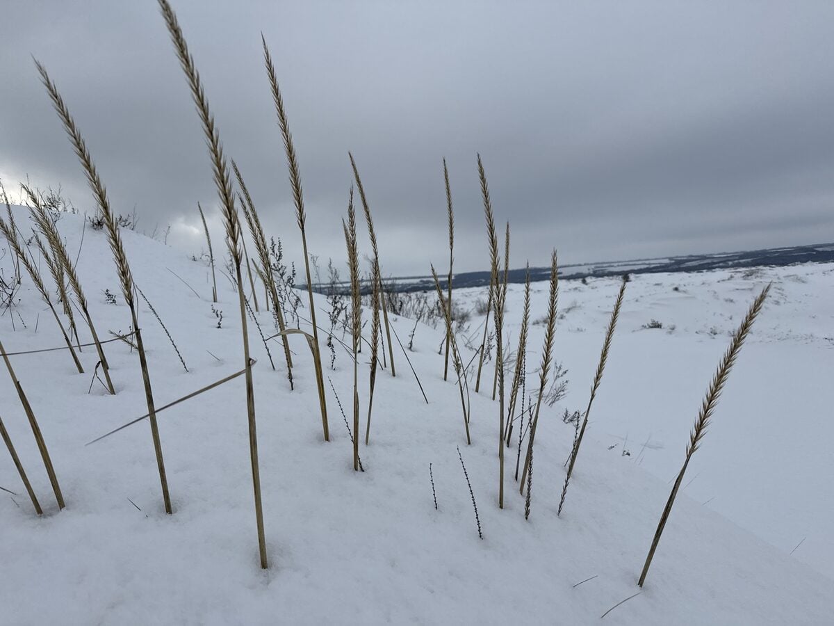 Leymus racemosus - (Lam.)Tzvelev. (Volga Wild Rye) — photo