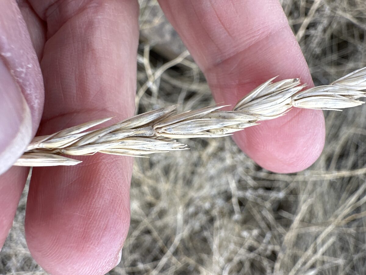 Leymus triticoides - (Buckley)Pilg. (Squaw Grass) — photo