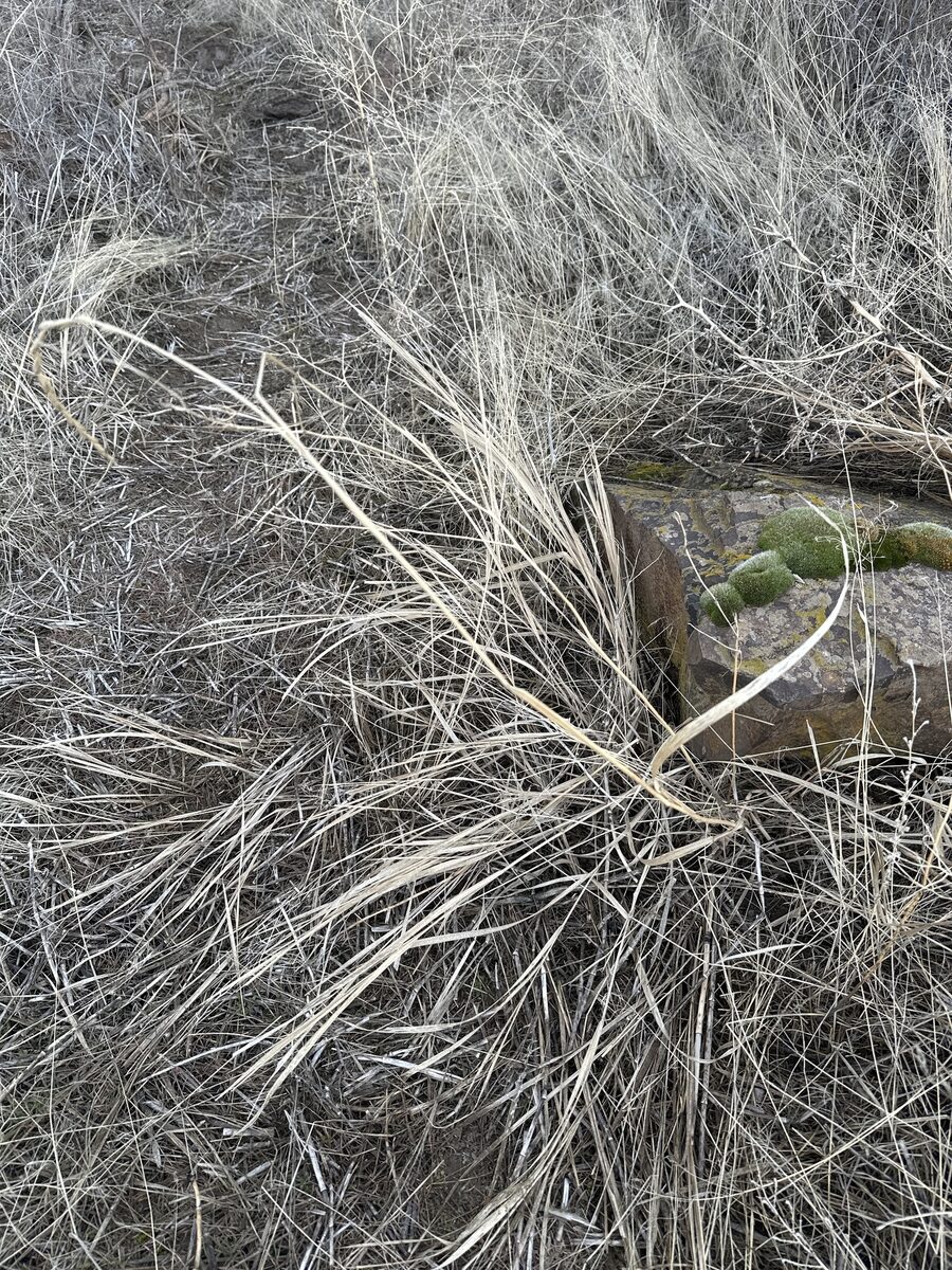 Leymus triticoides - (Buckley)Pilg. (Squaw Grass) — photo