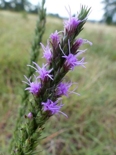 Liatris punctata (Snakeroot) — photo
