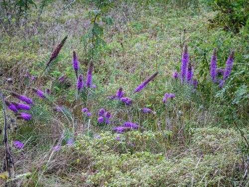 Liatris punctata (Snakeroot) — photo