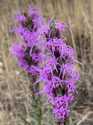 Liatris punctata