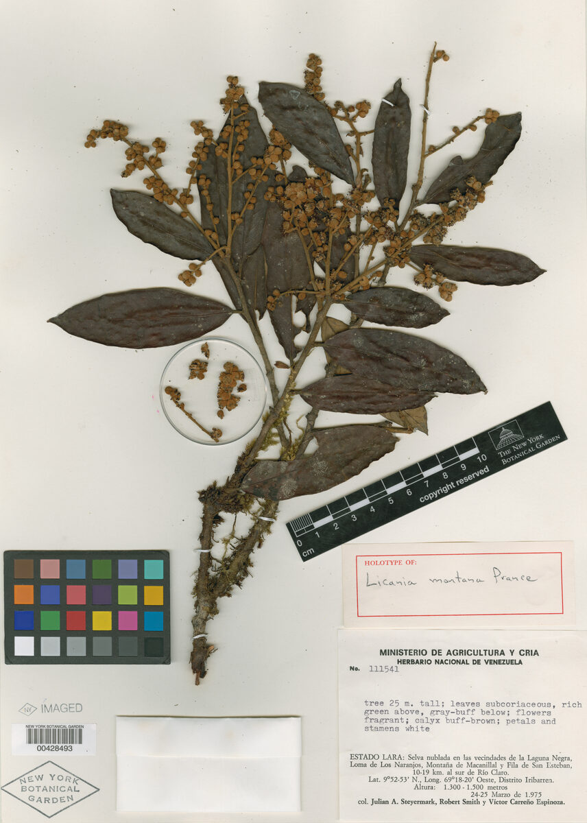 Licania montana