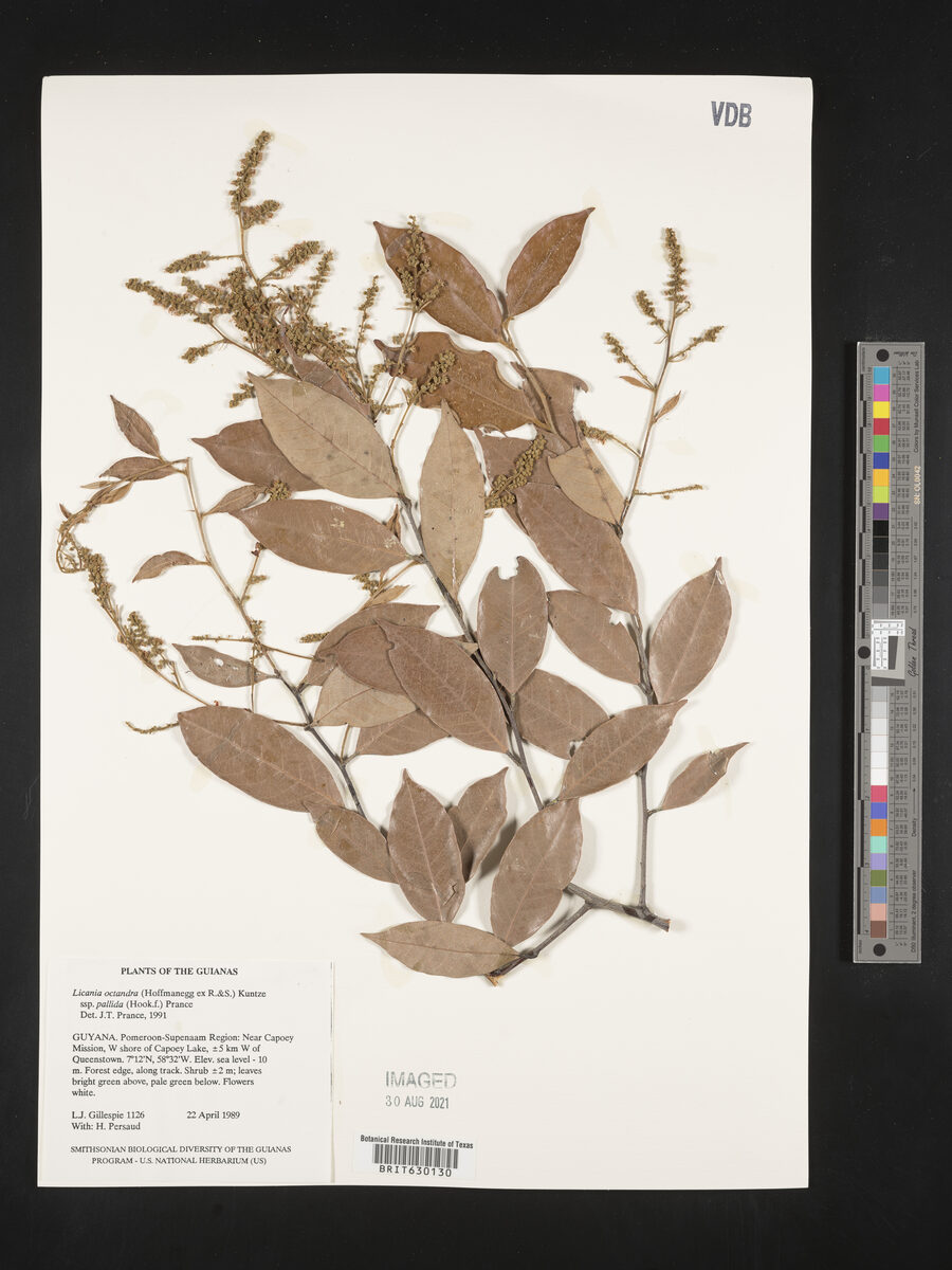 Licania octandra subsp. pallida — photo
