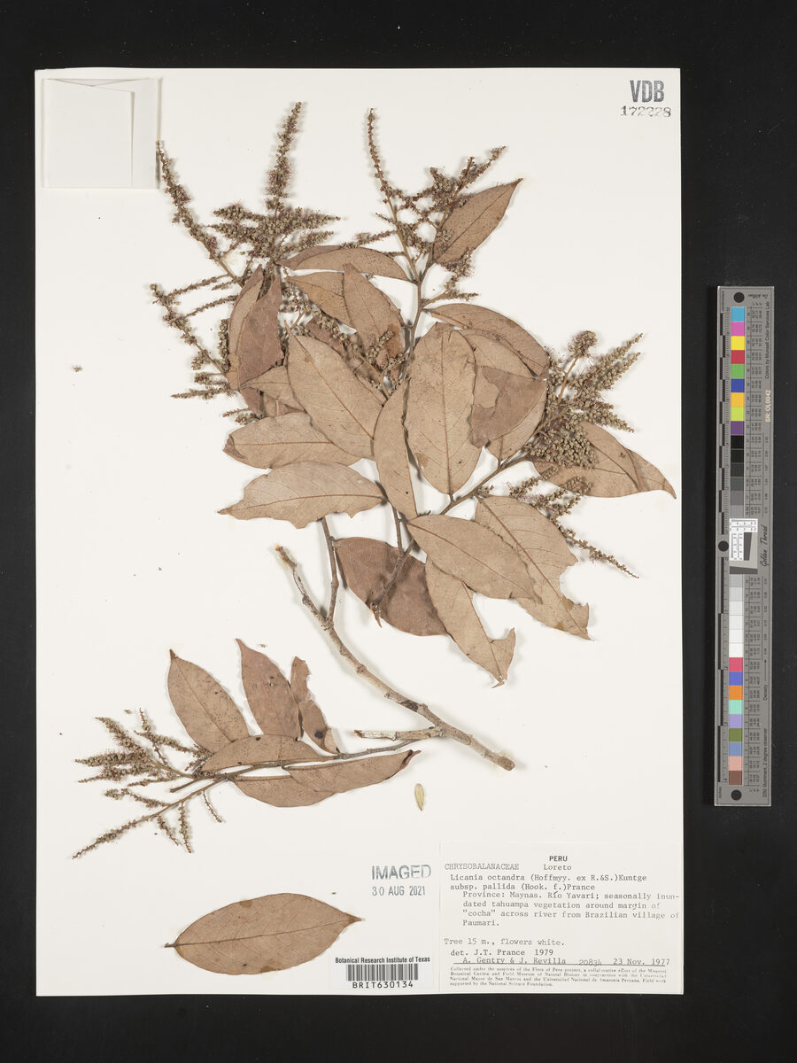 Licania octandra subsp. pallida — photo