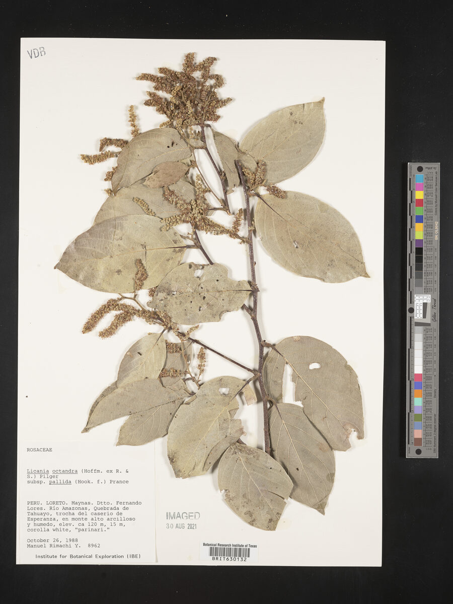 Licania octandra subsp. pallida