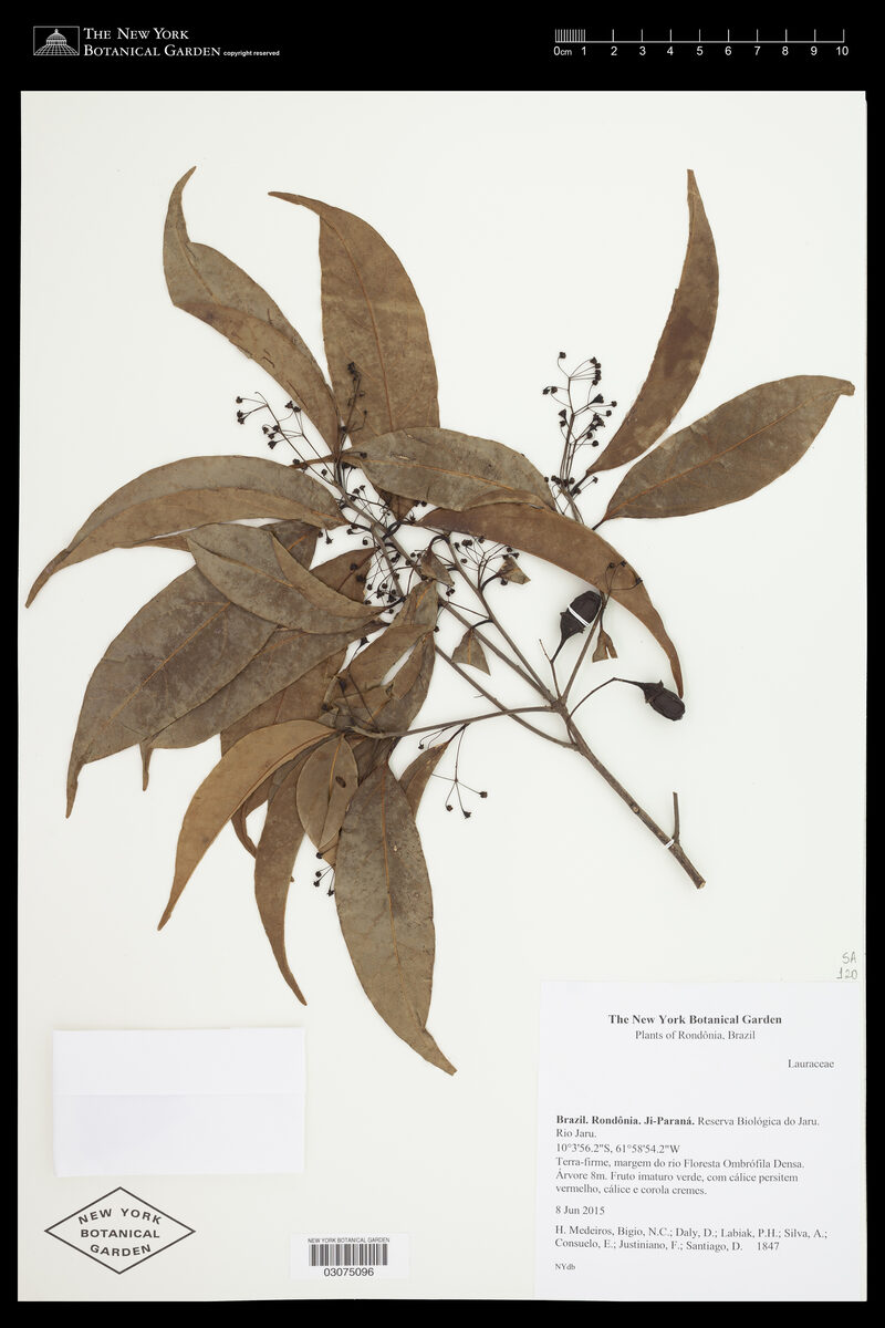 Licaria armeniaca (Apricot colour licaria) — photo