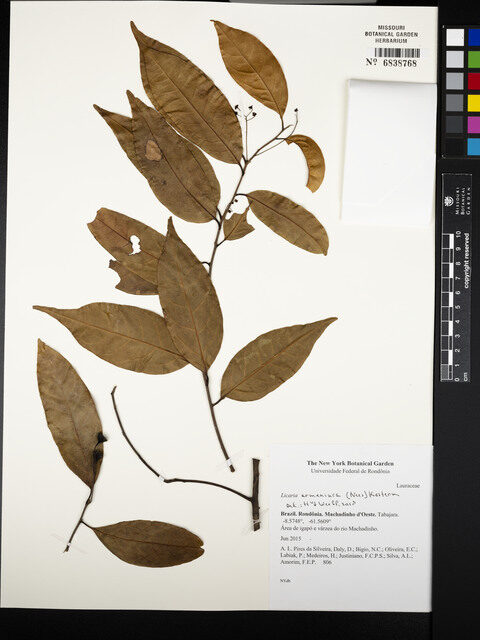 Licaria armeniaca (Apricot colour licaria) — photo