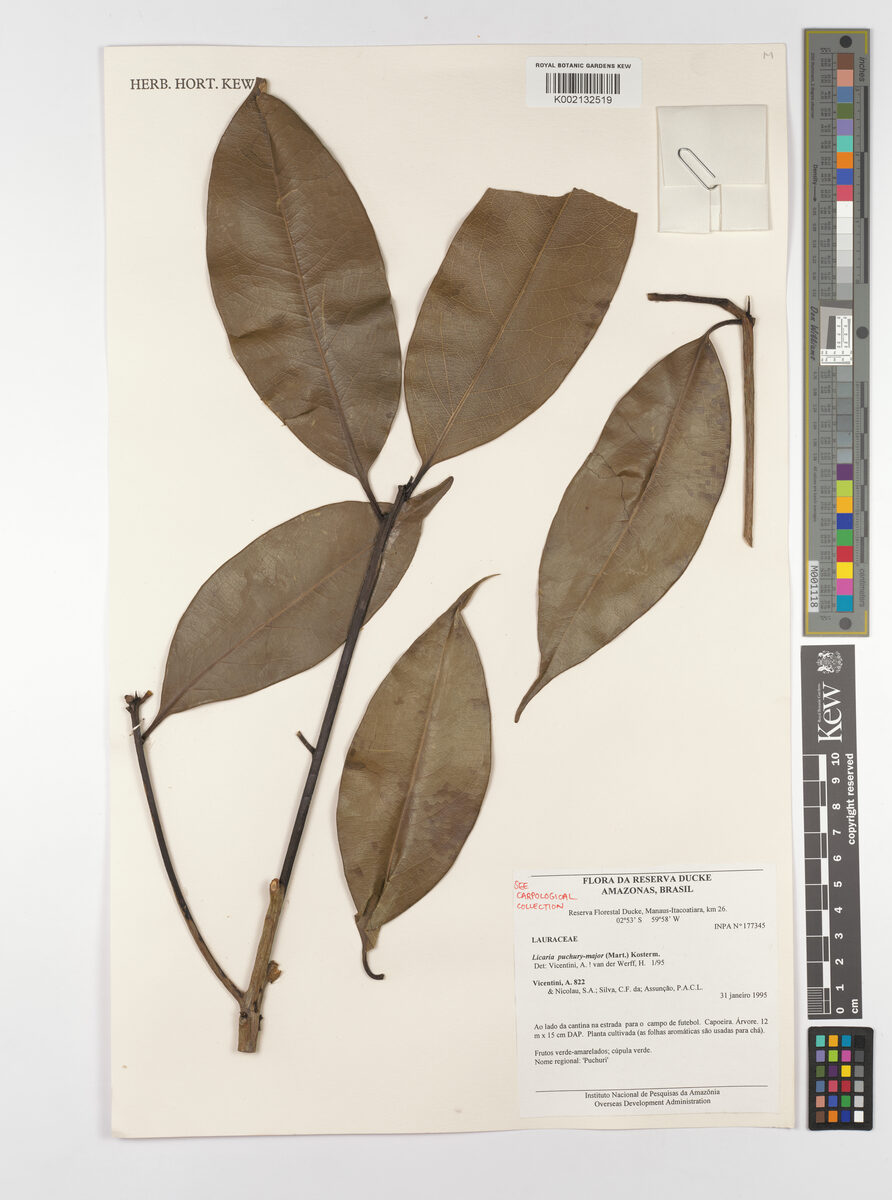Licaria puchury-major (Amazon licaria) — photo