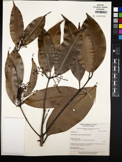 Licaria puchury-major (Amazon licaria) — photo