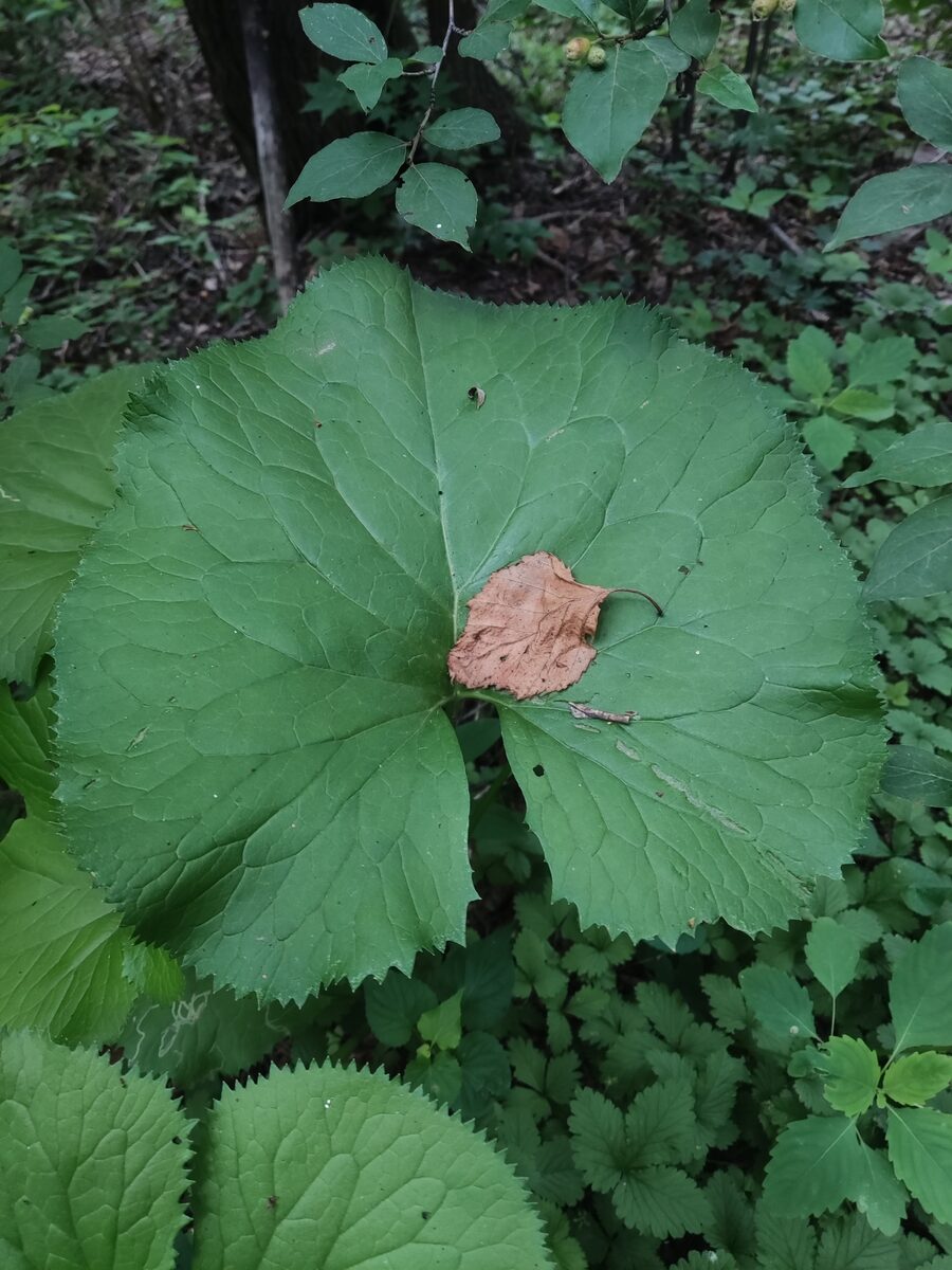 Ligularia intermedia — photo