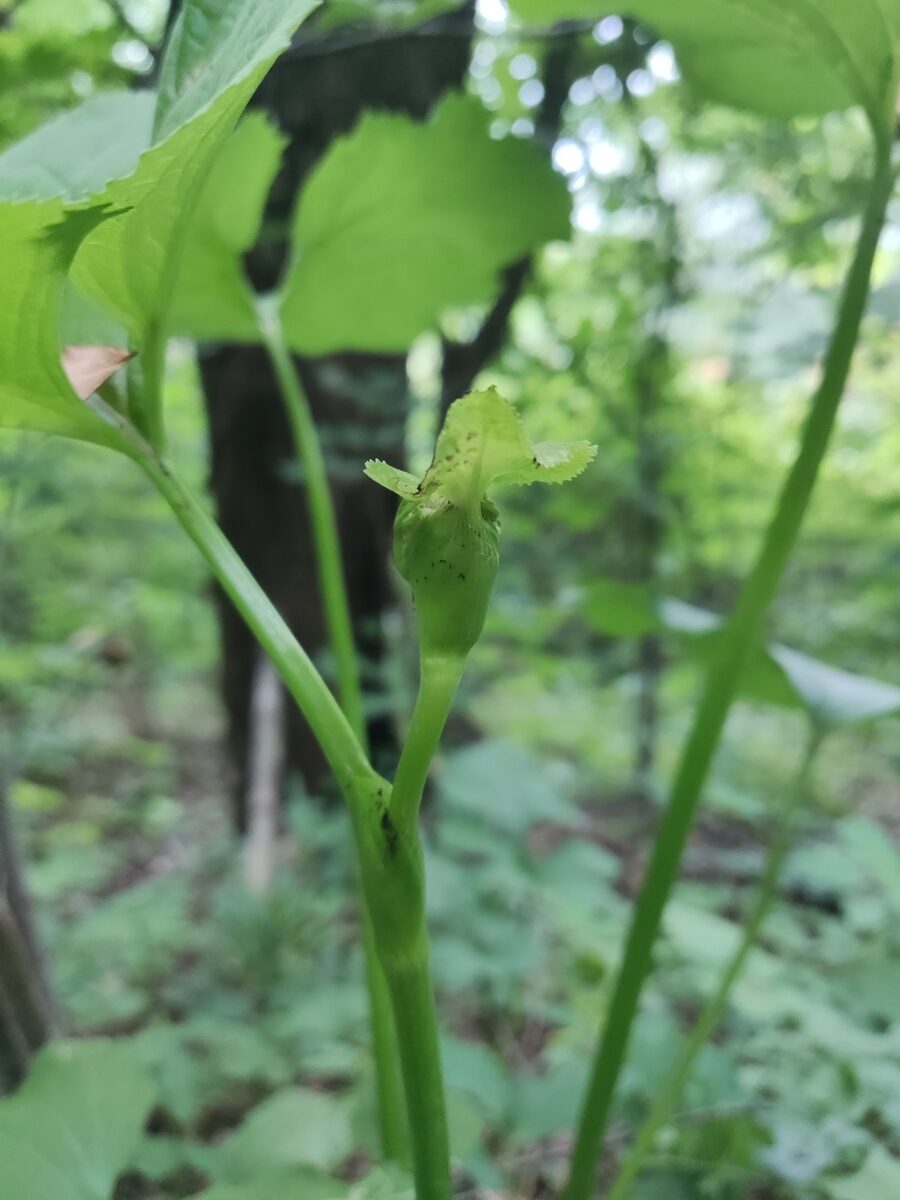 Ligularia intermedia — photo