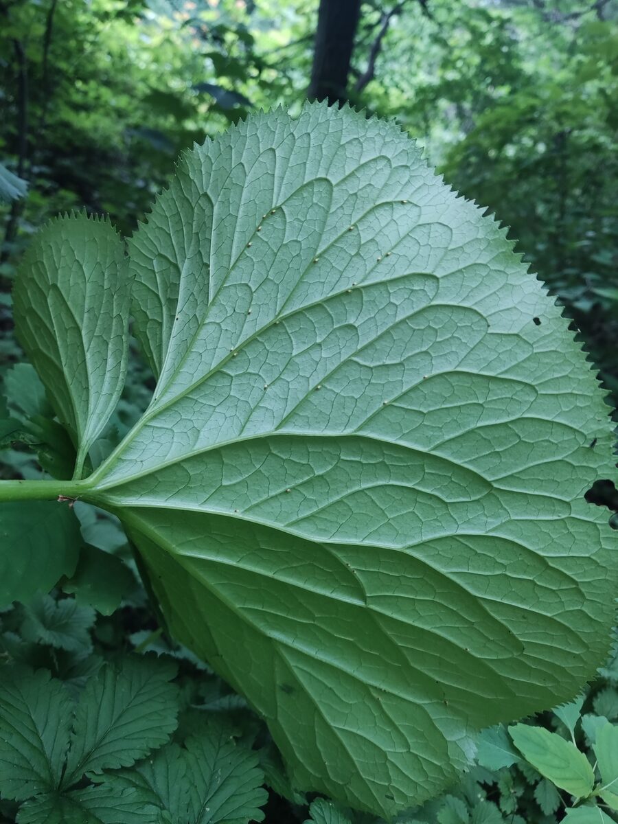 Ligularia intermedia