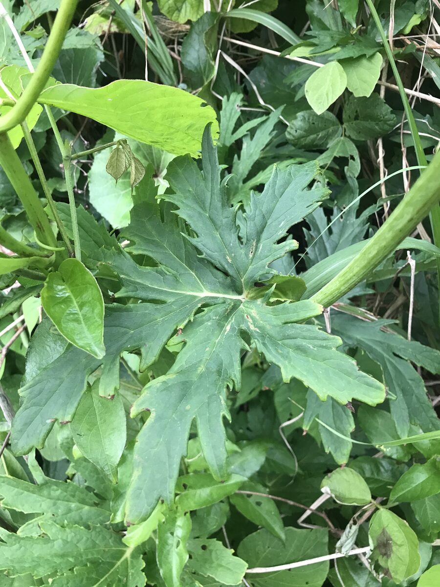 Ligularia japonica - (Thunb.)DC. — photo