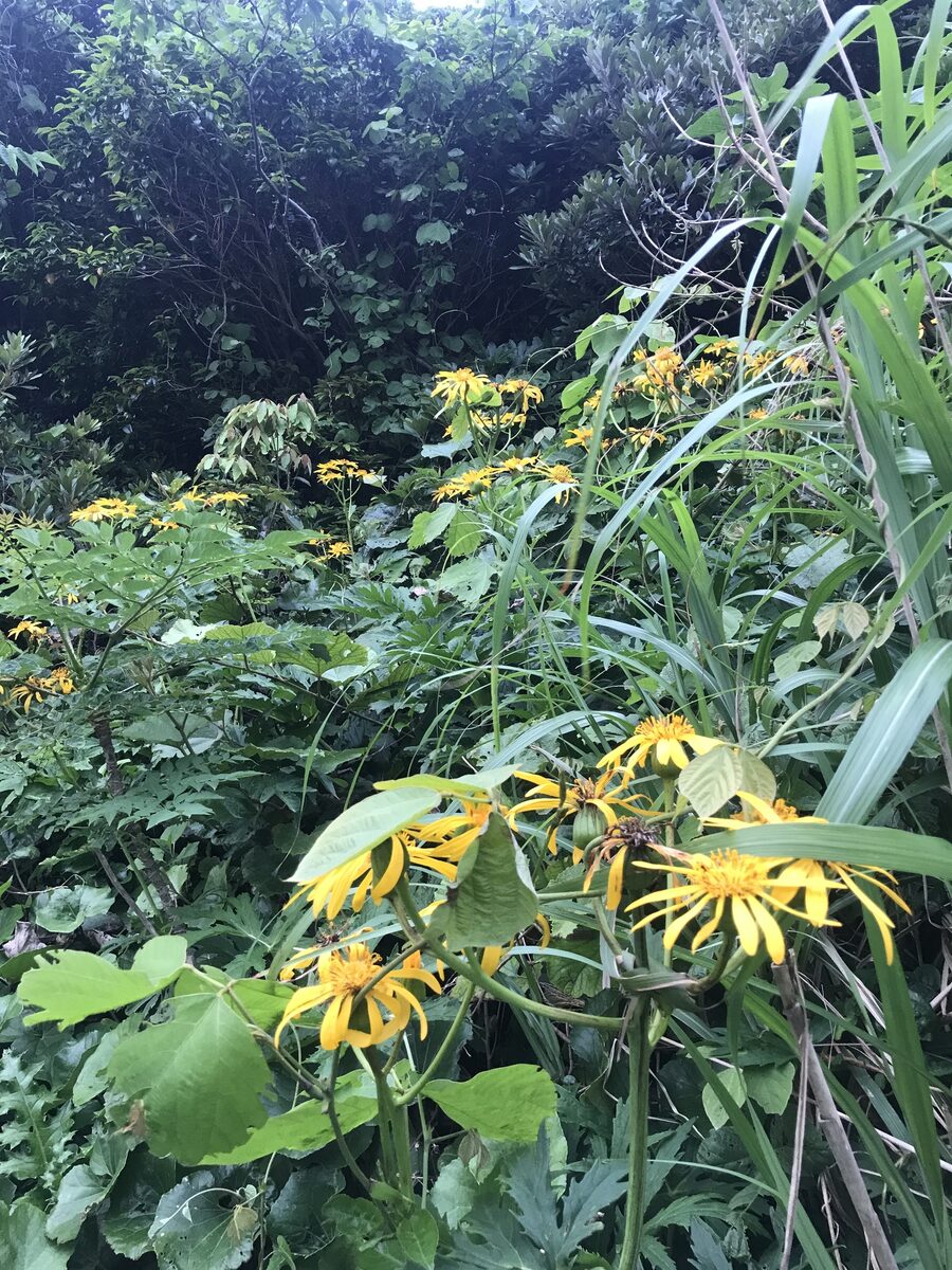 Ligularia japonica - (Thunb.)DC. — photo