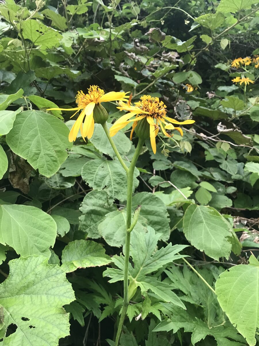 Ligularia japonica - (Thunb.)DC.