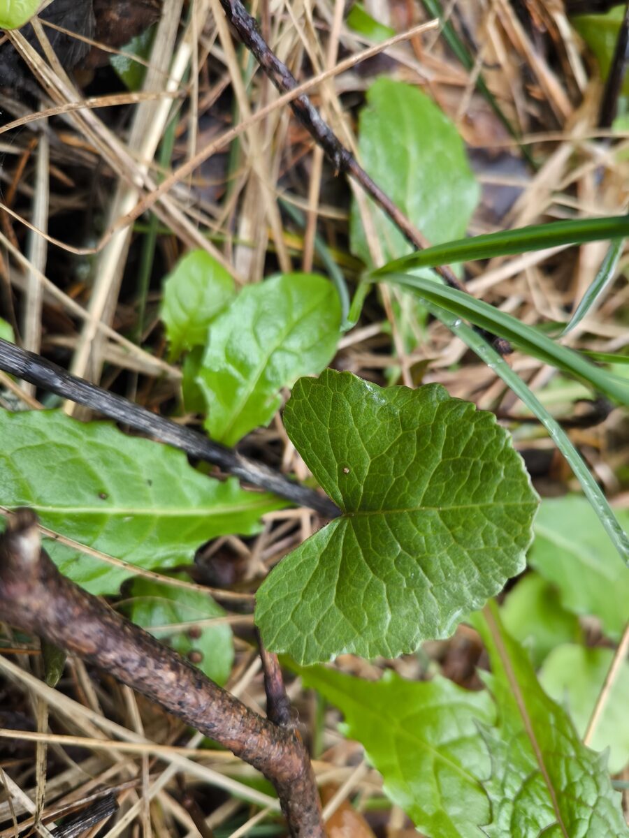 Ligularia sibirica - (L.)Cass. — photo