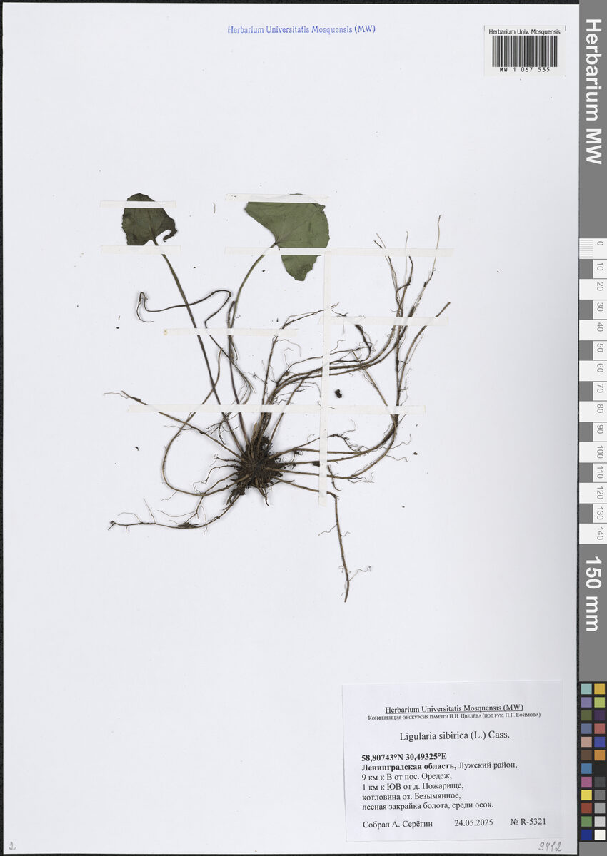 Ligularia sibirica - (L.)Cass. — photo