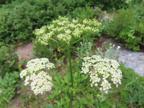 Ligusticum canbyi (Osha) — photo