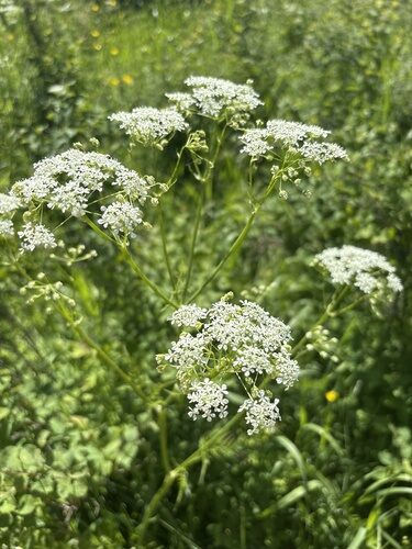 Ligusticum canbyi (Osha) — photo