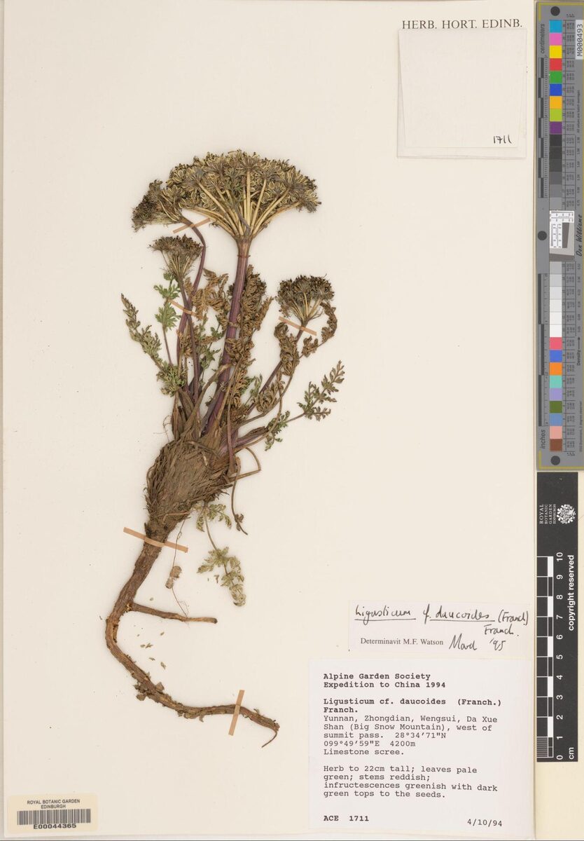 Ligusticum daucoides — photo