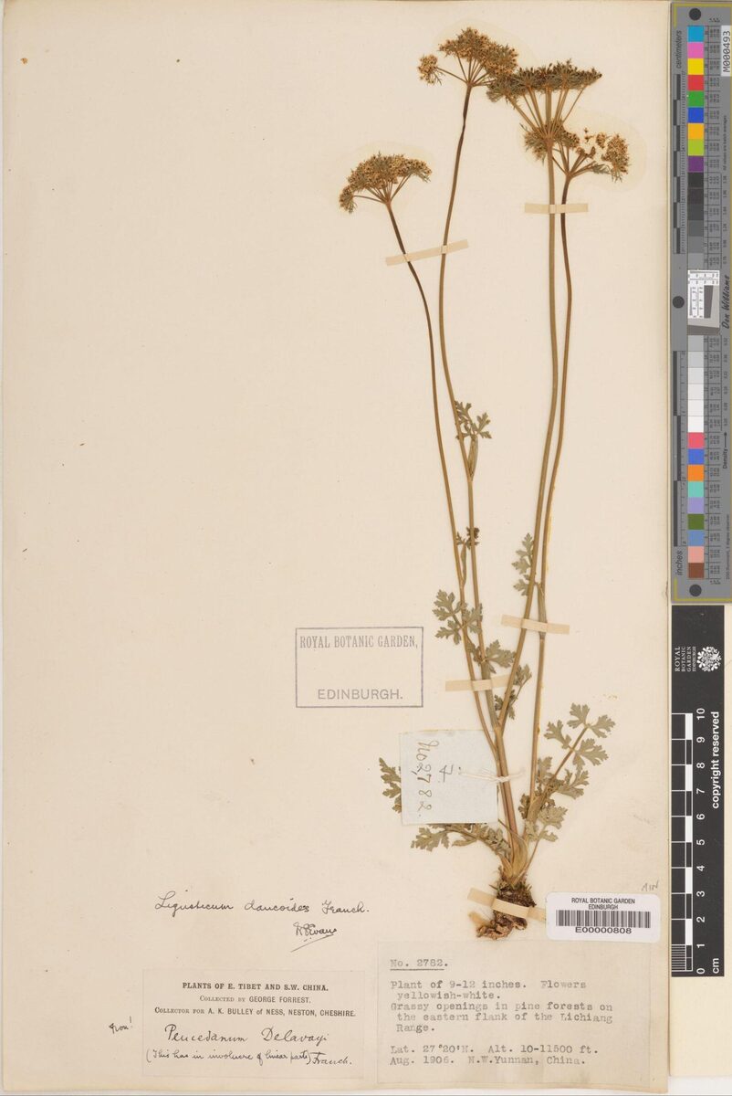 Ligusticum daucoides — photo