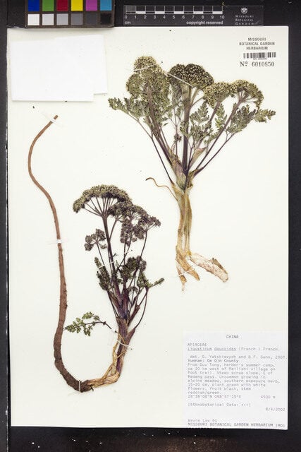 Ligusticum daucoides