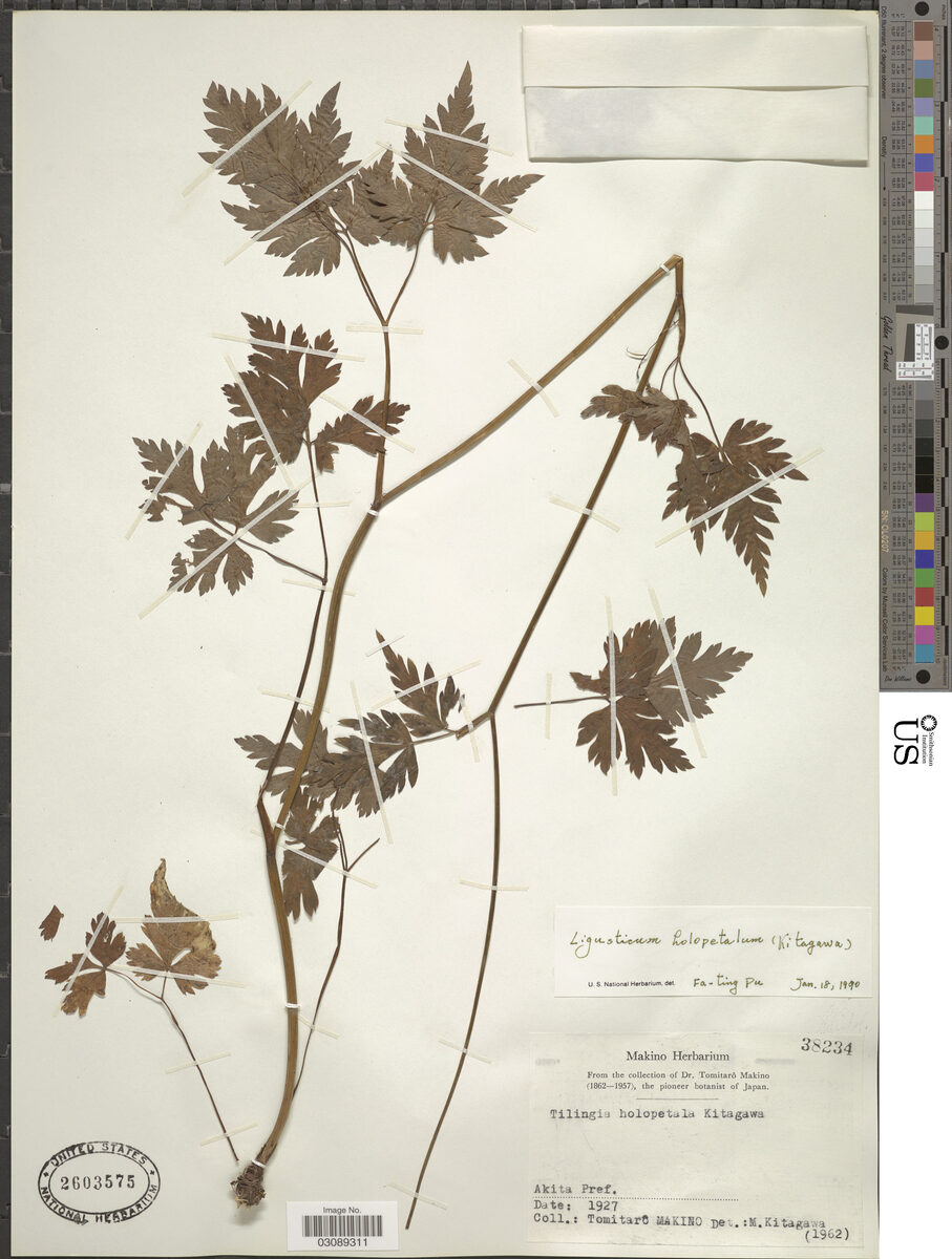Ligusticum holopetalum — photo