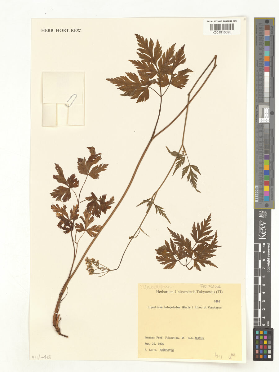 Ligusticum holopetalum — photo