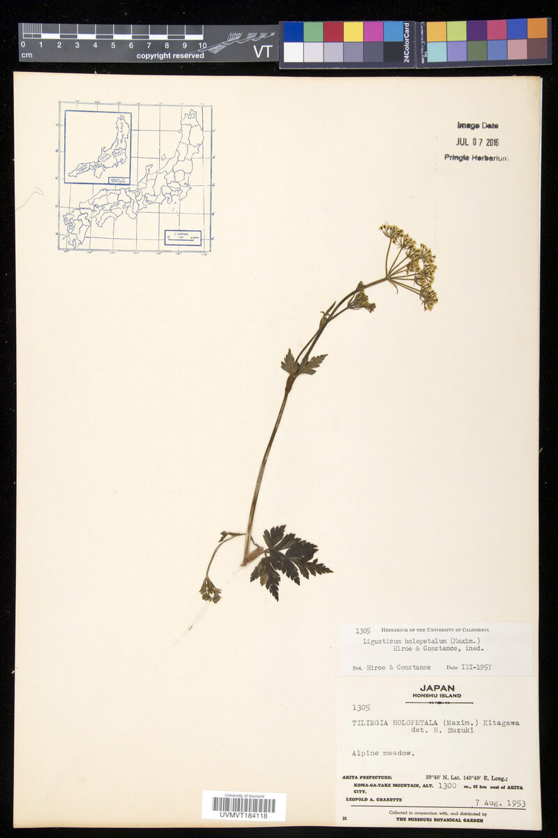 Ligusticum holopetalum
