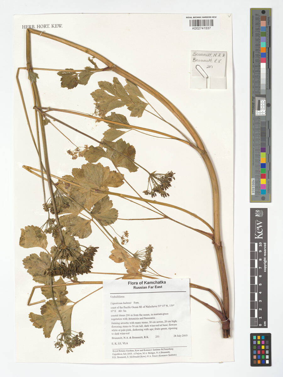 Ligusticum hultenii (Hulten's Licorice Root) — photo