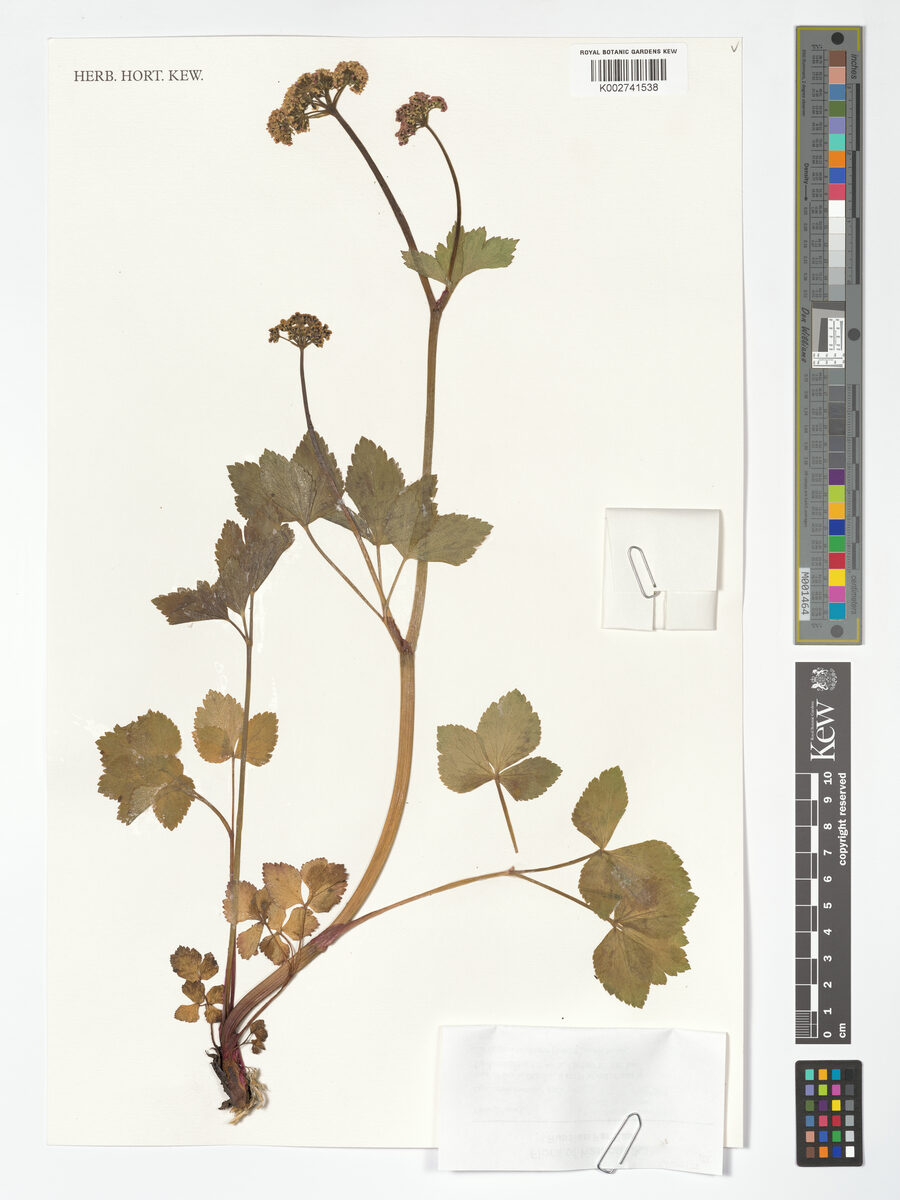 Ligusticum hultenii (Hulten's Licorice Root) — photo