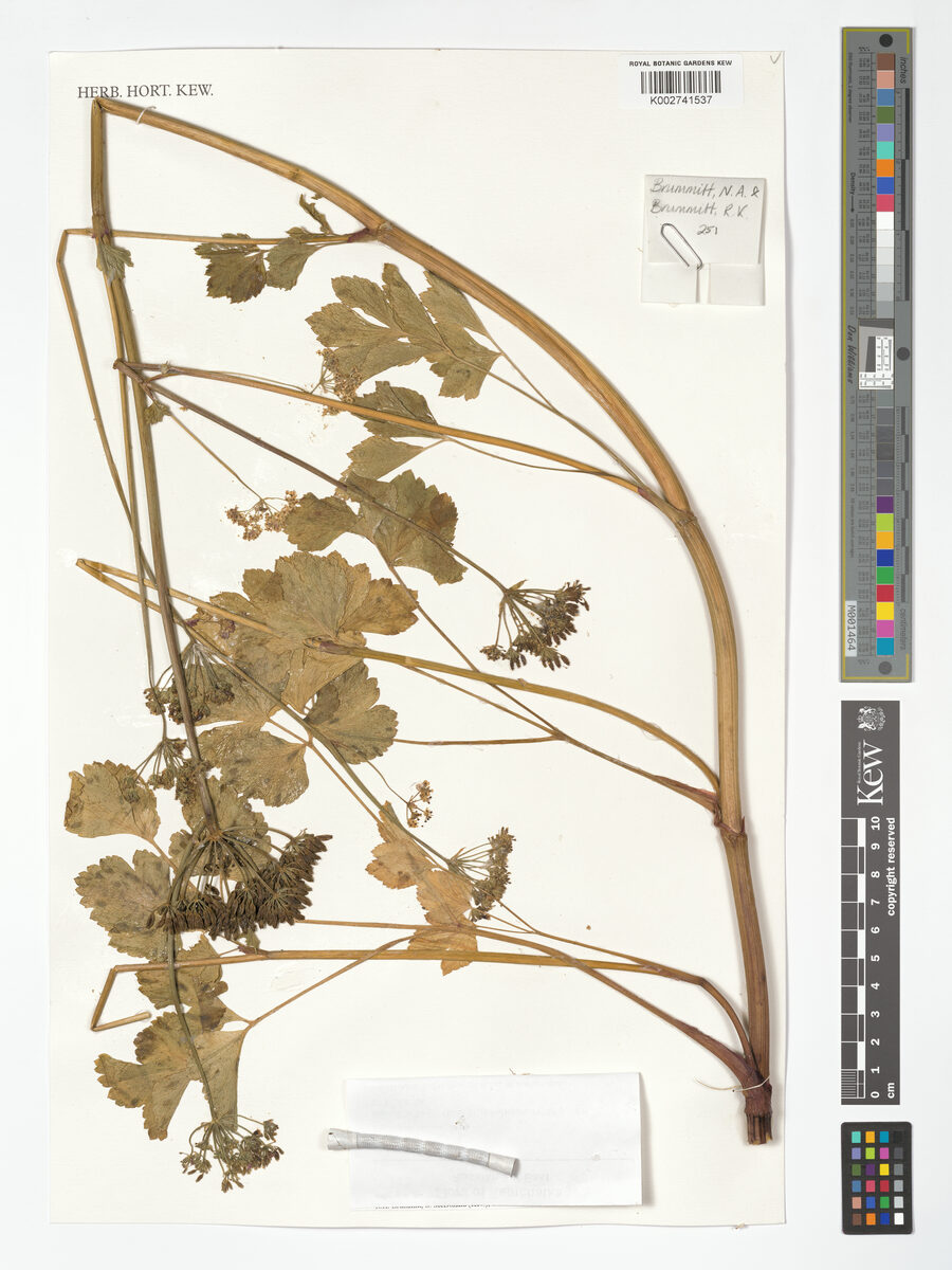 Ligusticum hultenii