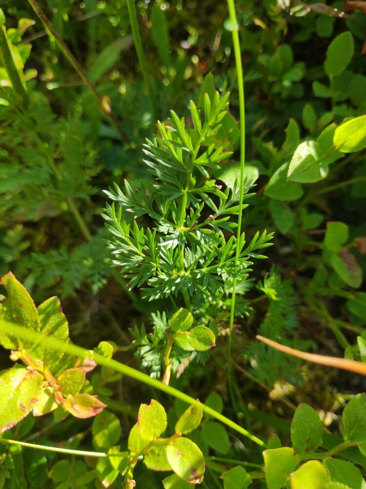 Ligusticum mutellina - (L.)Crantz. (Mountain Lovage) — photo