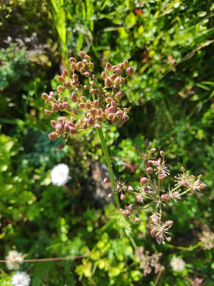 Ligusticum mutellina - (L.)Crantz. (Mountain Lovage) — photo