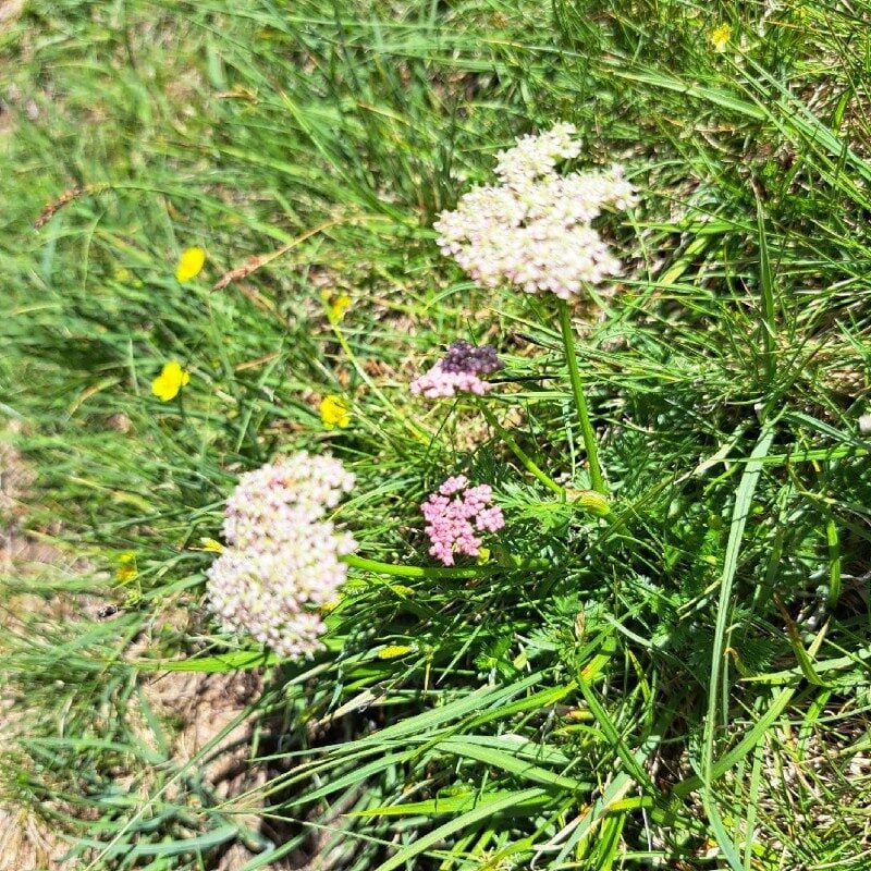 Ligusticum mutellina - (L.)Crantz.