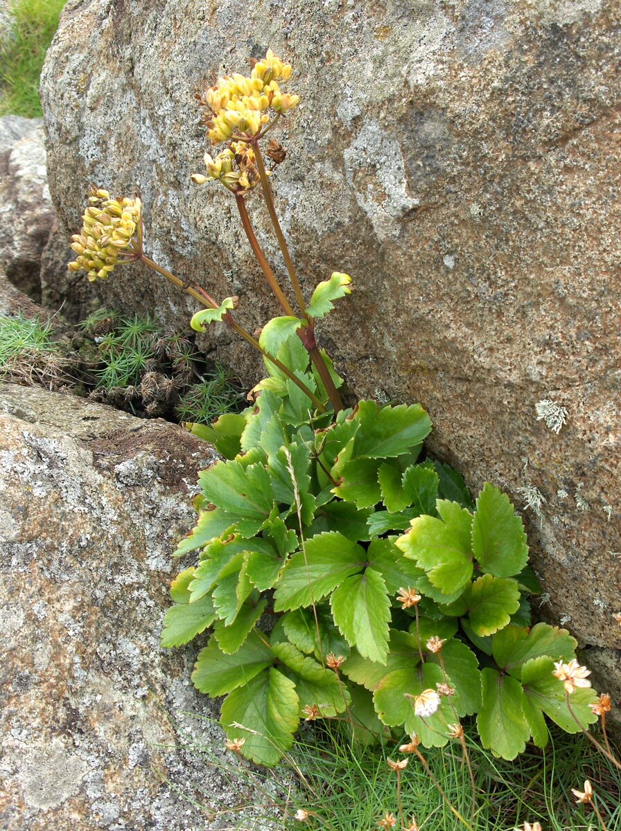 Ligusticum scoticum (Scottish Lovage) — photo