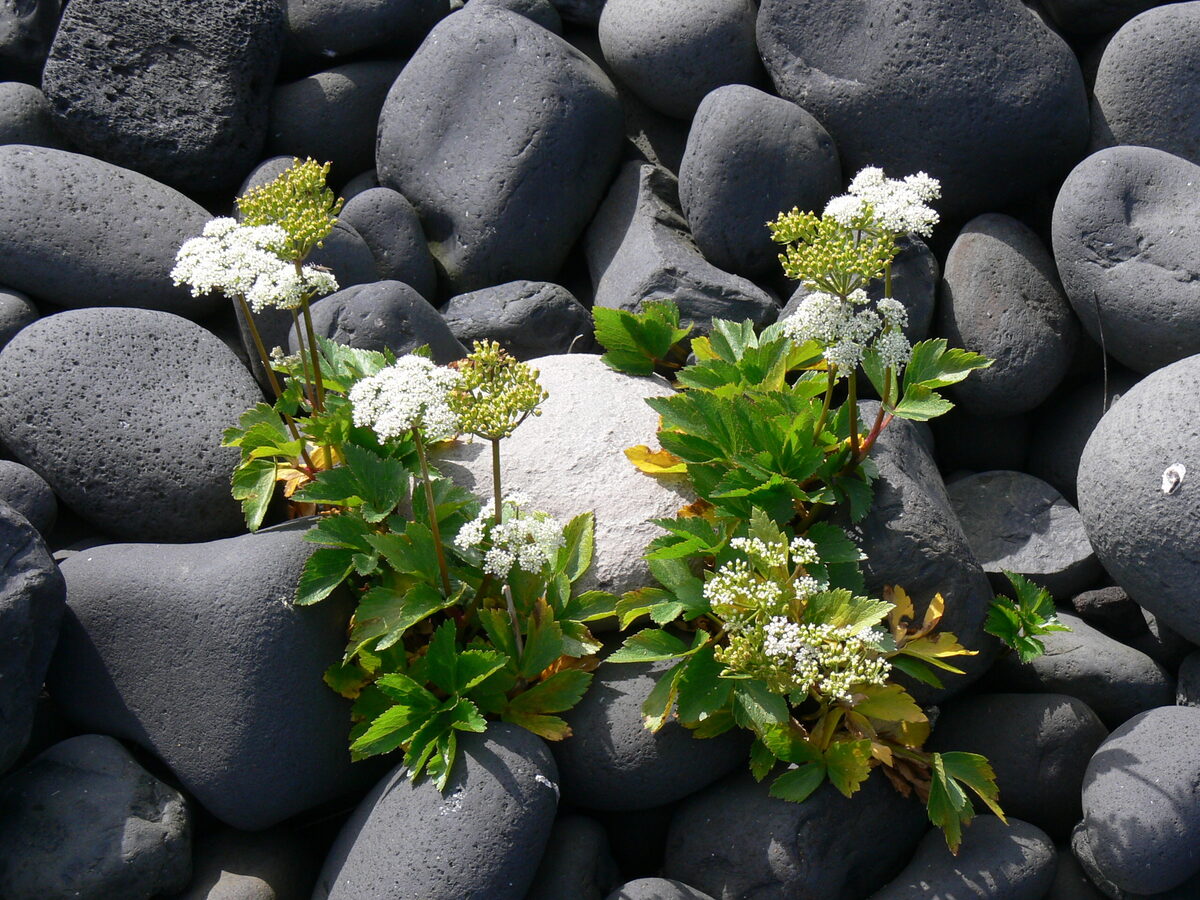 Ligusticum scoticum