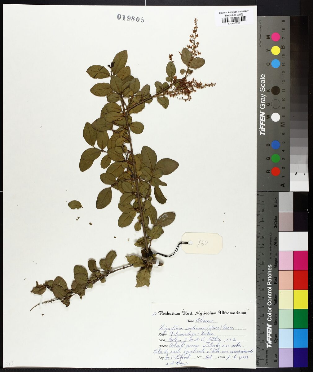 Ligustrum indicum - (Lour.)Merr. — photo