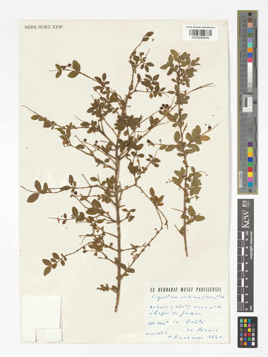 Ligustrum indicum - (Lour.)Merr. — photo