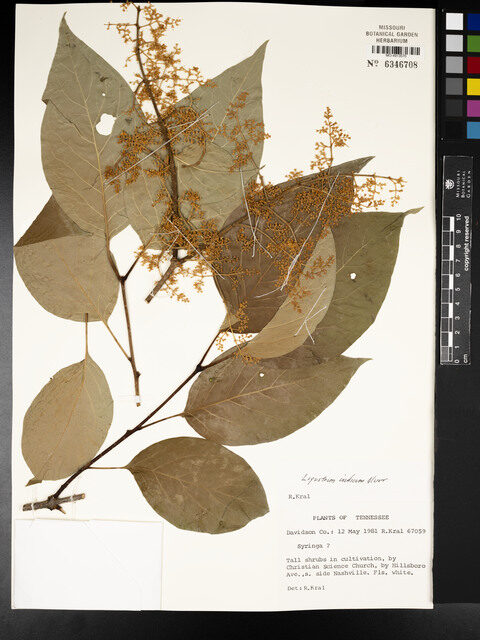 Ligustrum indicum - (Lour.)Merr.