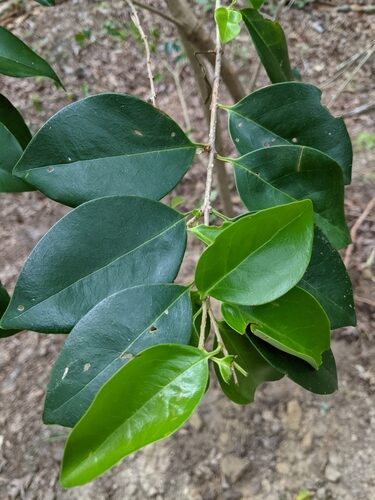 Ligustrum japonicum (Japanese Privet) — photo