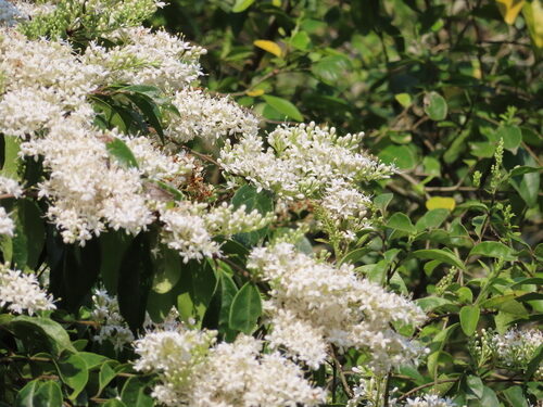 Ligustrum japonicum (Japanese Privet) — photo