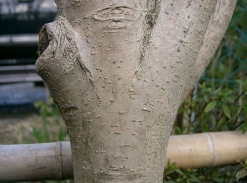 Ligustrum lucidum (Chinese Privet) — photo