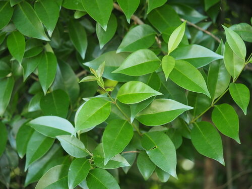 Ligustrum lucidum (Chinese Privet) — photo