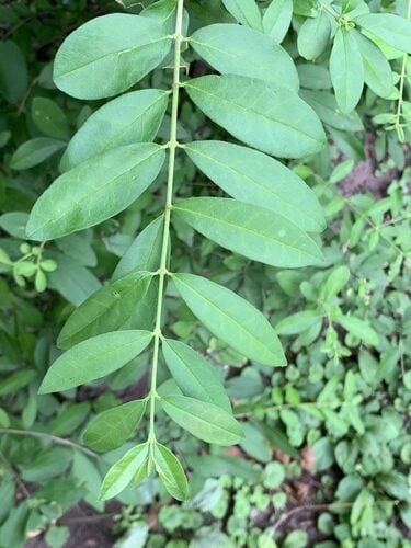 Ligustrum obtusifolium (Border privet) — photo