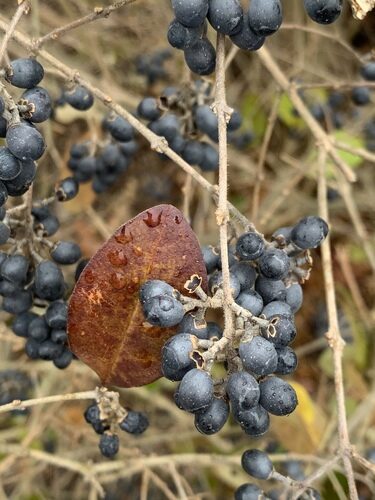 Ligustrum obtusifolium (Border privet) — photo
